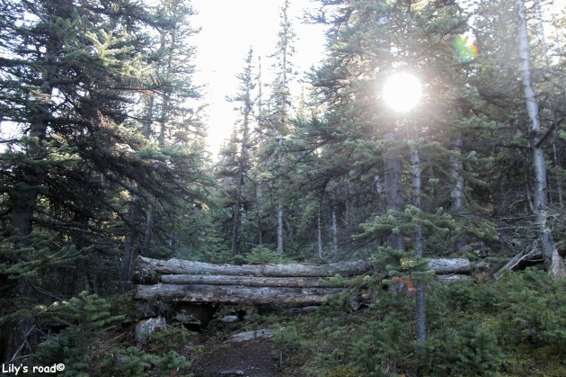 lilys-road_silver-rush-7