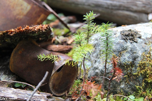 lilys-road_silver-rush-8