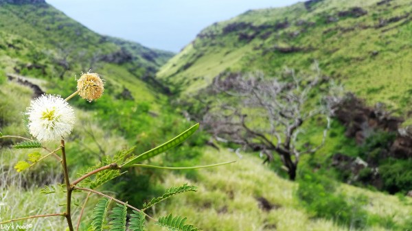 Maui_Blog voyage_Lily's road_Lahaina Pali Trail_2